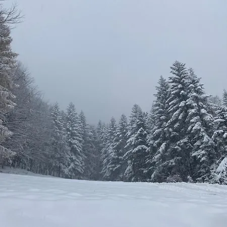 Forest House 타르가니체