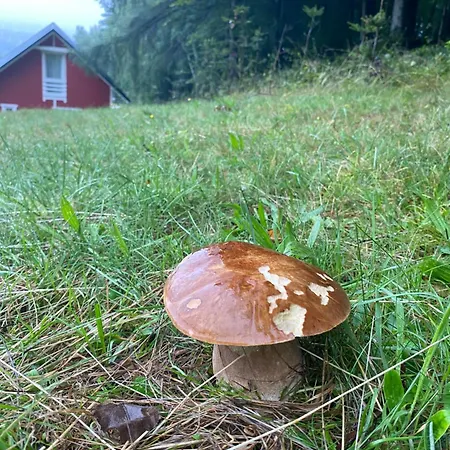 Forest House Apartman