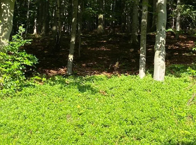 Forest House * Targanice