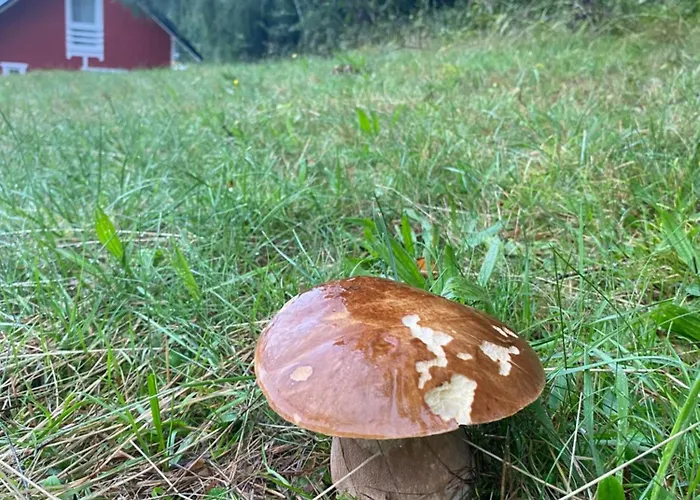 Forest House Appartement